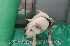 狗子被送走后不吃不喝，趴着不动也不和谁互动，整整两天滴水未进视频封面