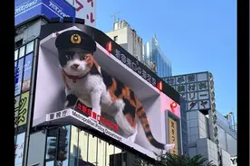 日本新宿裸眼3D大屏幕体验视频封面