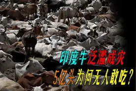 印度牛泛滥成灾，5亿头为何无人敢吃视频封面
