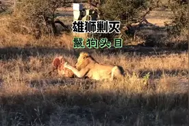两头雄狮清除鬣狗族群，几十回合的对抗，雄狮成功剿灭鬣狗头目视频封面
