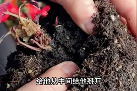 花死后土还能不能用？卖花的都不告诉你答案，老花农说了实话视频封面