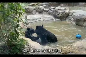 探秘南京红山森林动物园