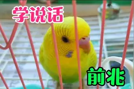 虎皮鹦鹉发出这样的信号，就是说话的前兆，主人教说话别错过了