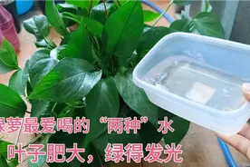 绿萝最爱喝的“两种水”，不用施肥也呼呼长，叶子肥大，绿得出油视频封面