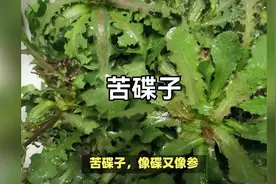 苦碟子又名还阳参，很像蒲公英，明明很苦人们却抢着挖，价值珍贵视频封面