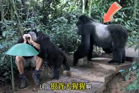遇到野生银背大猩猩，这是教科书式做法，不要和它们对视。
