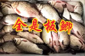 昼夜温差大野钓没口？4招让你不空军，擒获一盆大板鲫！视频封面