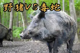 野猪VS毒蛇：大自然的奇妙较量视频封面