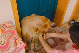 如果你有一只小狗子，就请好好爱她，因为你就是她所有的依仗视频封面