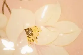 全民炒股，明知道可能会倾家荡产，为什么还要去炒股呢？