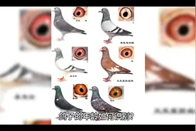 教你如何分辨鸽子年龄
