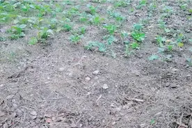 湖北荆州：冬天的庄稼地依然生机勃勃，为单调的冬日增加一抹色彩视频封面