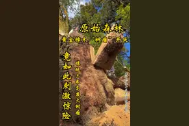 无法想象！三米高的黄金樟木“树瘤”竟然是这样开采的