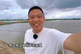 养点不吃饲料的草鱼，只喂青草和粮食！卖30元一斤，你会买单吗？视频封面