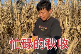 东北农村的秋收有多忙？一宁和远嫁媳妇掰粘苞米棒，月月帮着装袋视频封面