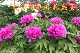 好客山东大美济宁太白湖国际牡丹园60多万株牡丹花争相斗艳视频封面