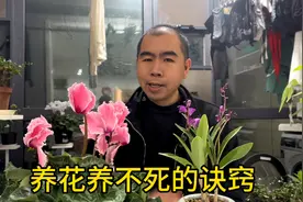 大神养花怎么养都养不死的秘诀视频封面