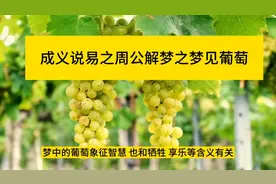梦见葡萄视频封面