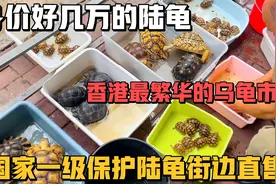 香港最大的水族市场，国家一级保护陆龟街边直售！几千上万看花眼视频封面