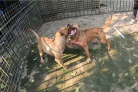 让比特犬和比特犬硬碰硬，同样都是斗犬之王，最终还是要分个胜负视频封面