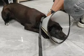 小黑狗做好绝育了，纯种中华田园犬，，懂事的让人心疼，太聪明了视频封面