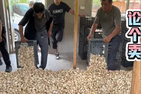 东北养蚕结茧论个卖，先倒满地再取样，每个步骤有讲究按照行规买