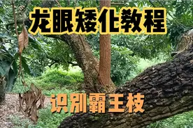 龙眼矮化教程来了，今天教大家识别霸王枝，修剪完果树就矮了