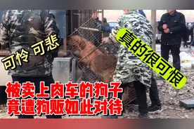 这个狗贩太可恨了，竟然这样折磨肉车上的狗子，狗子疼的嗷嗷惨叫视频封面