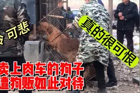这个狗贩太可恨了，竟然这样折磨肉车上的狗子，狗子疼的嗷嗷惨叫视频封面