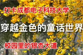 打卡成都电子科技大学 穿越金色的童话世界 校园里的银杏大道视频封面