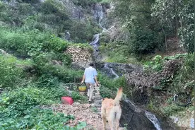 种一墙九死还魂草视频封面