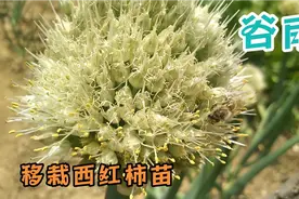 谷雨谷雨雨生五谷，谷雨节气买来一些西红柿苗进行移栽，看看结果视频封面