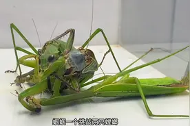 一只公螳螂和一只母螳螂在盒子里相聚，没想到也能引发一场悲剧视频封面