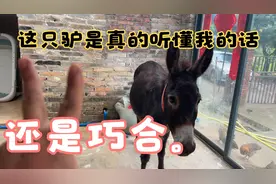 9000买了一头驴用来当宠物太好玩了，现在它好像能听懂我说话了视频封面