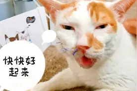 经过一天一夜的守候，患胰腺炎的猫咪状态好一些了视频封面