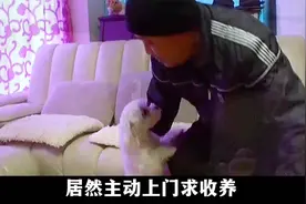 流浪狗上门求收养，赶都赶不走，没想到15天后，终于感动了好心视频封面