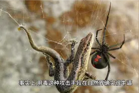 为什么人类没有进化出毒液武器?