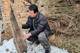 生长在铁矿山脉上的雷击枣木，驱车百里800收购，真是太划算视频封面