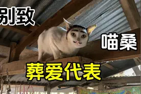 或者在猫眼里，这就是“葬爱家族代表”视频封面