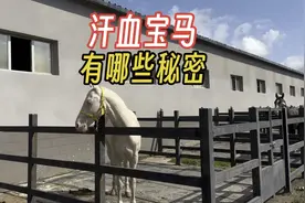 天马的故乡新疆伊犁昭苏，马场里有30匹汗血宝马，马术表演精彩