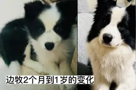 边牧2个月到1岁的变化。