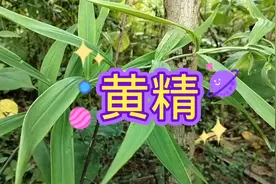 黄精，别名老虎姜，在古代有“美辅”之称，功效甚多