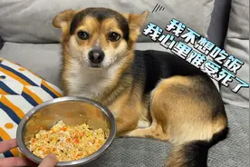 狗狗不吃不喝闹绝食，主人想把它打一顿，下一秒你们都忍住别哭！视频封面