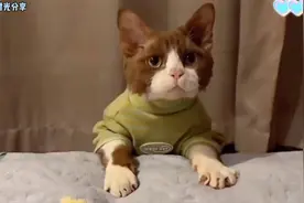 见过最聪明的德文卷毛猫，智商堪比边牧