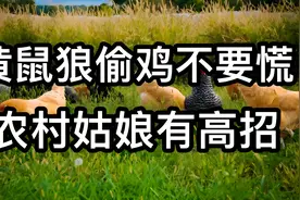 黄鼠狼偷鸡不要慌，农村姑娘有高招，教你轻松解决！
