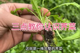 三点方法教你正确认识荠菜视频封面