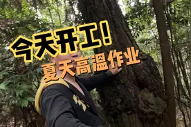 在自己家森林里转一圈.看看有什么蘑菇视频封面