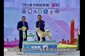中国纯种犬被世界认可，还得了大奖！