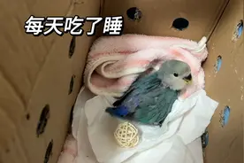 手养牡丹鹦鹉雏鸟养大过程，快乐又治愈，可爱极了