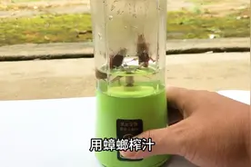 蟑螂还能提取中药 #蟑螂 #中药 #内容仅供参考如有不适请及时就医